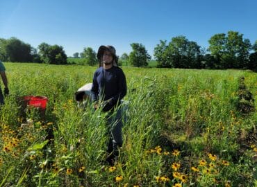 Yorkville IL Native Plants