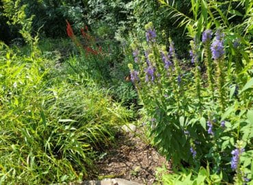 Native Plant Selection