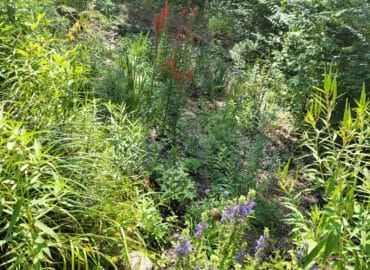 native plants